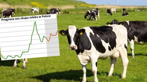 Jakie będą ceny mleka w lipcu, a jakie na koniec roku? (Prognoza)