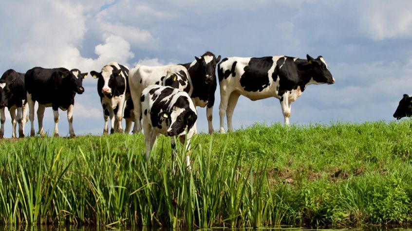 Przegląd Mleczarski 4/2024 - Składniki mleka ważną strategią rozwoju żywności nie tylko w 2024 roku