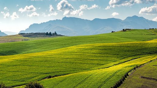 Zmiany klimatu coraz mocniej uderzają w polskie rolnictwo. W adaptacji wspierają rolników nowe technologie