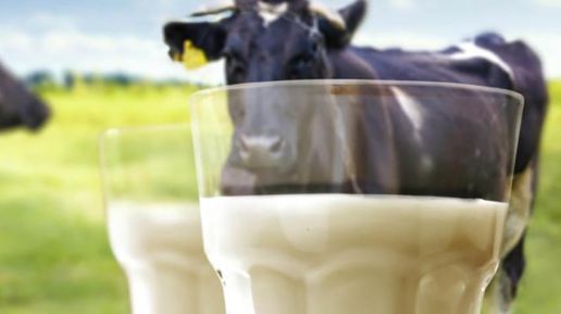 Czy mleczarstwo przetrwa zieloną rewolucję?