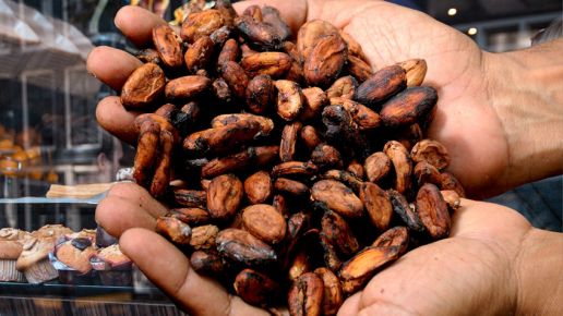 Spektakularne zwyżki notowań kakao. Polacy wkrótce mocnej to odczują. I to nie tylko na słodyczach