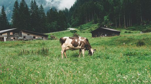 Nowe zasady umów na mleko. Eksperci: rolnicy nadal bez ochrony