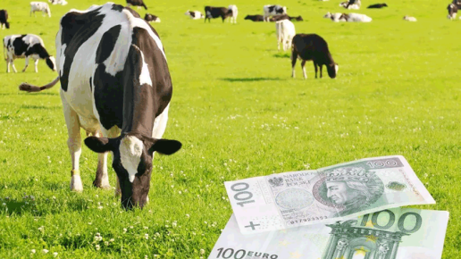 Ceny mleka w Polsce spadają, a w Niemczech rosną. Ile dostają rolnicy?