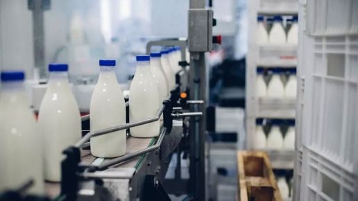 Sprzedaż i zyski polskiego mleczarstwa spadają. A Indie zwiększają produkcję mleka