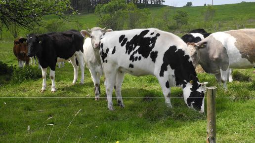 Mleko tanieje, świat zmienia zasady gry. Rolnicy mogą to odczuć