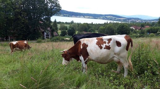 ARiMR wzywa rolników. Masz 7 dni na dokumenty