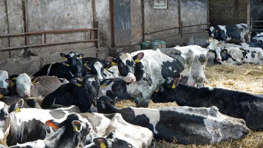 W oborze państwa Kania dominują czysto rasowe krowy rasy holsztyńsko-fryzyjskiej odmiany czarno-białej